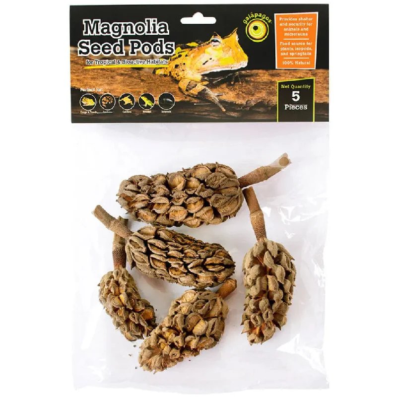 Galapagos Natural Magnolia Seed Pods 5 pk