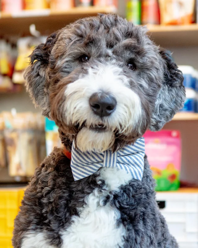 Lake Blue Stripe Spring Dog Bow Tie (Made in the USA)