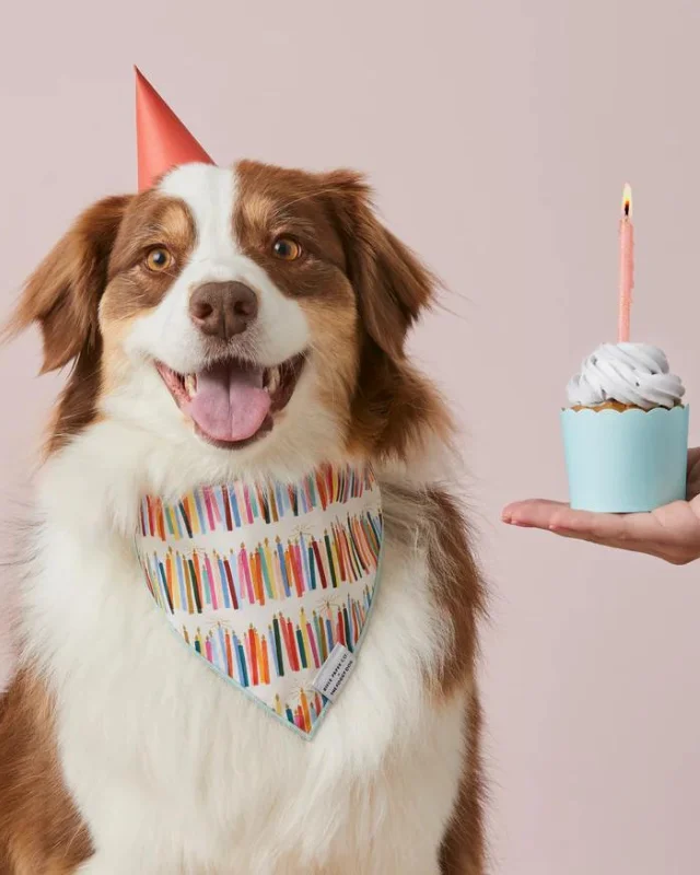 Rifle Paper Co. X TFD Birthday Candles Dog Bandana